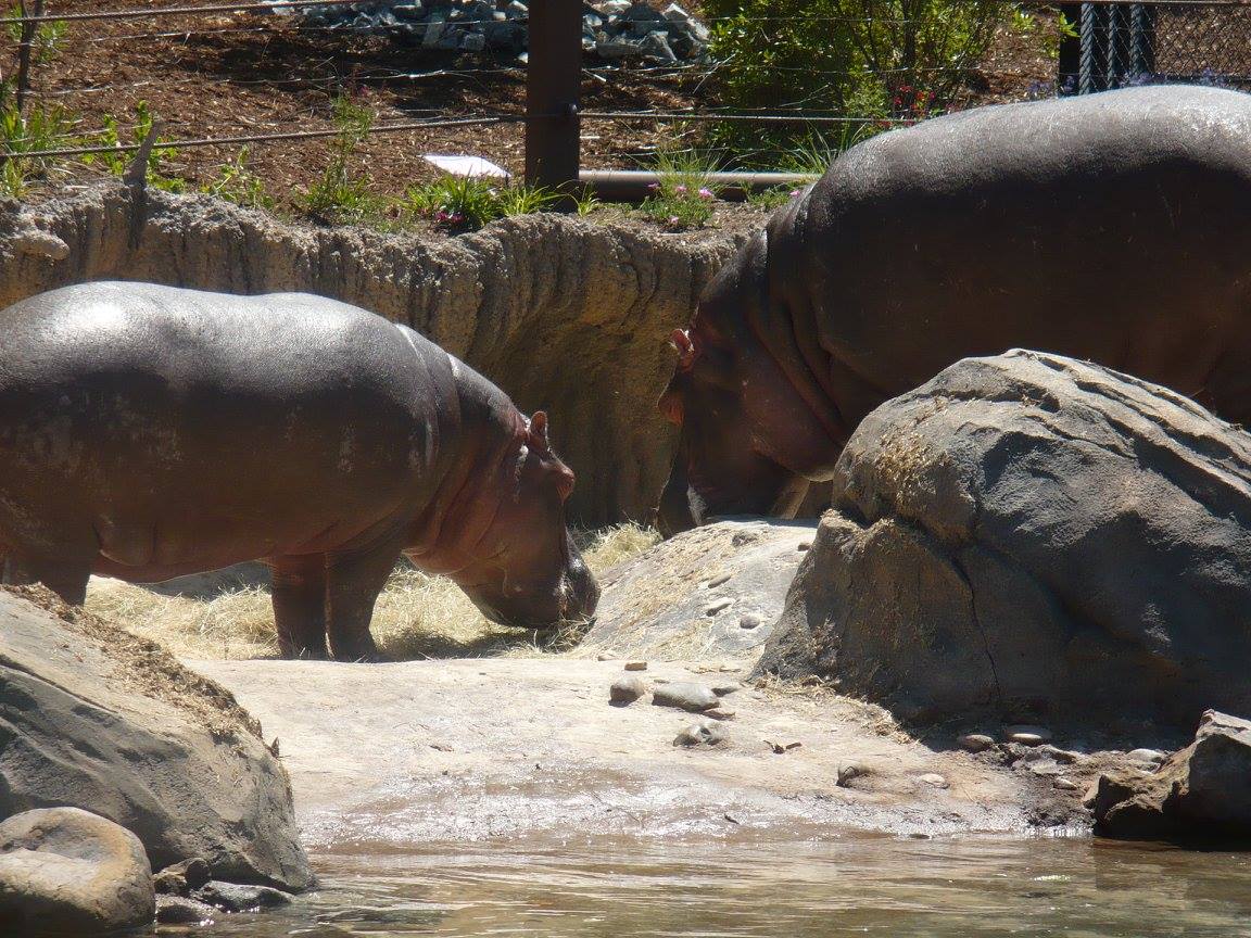 Hippos