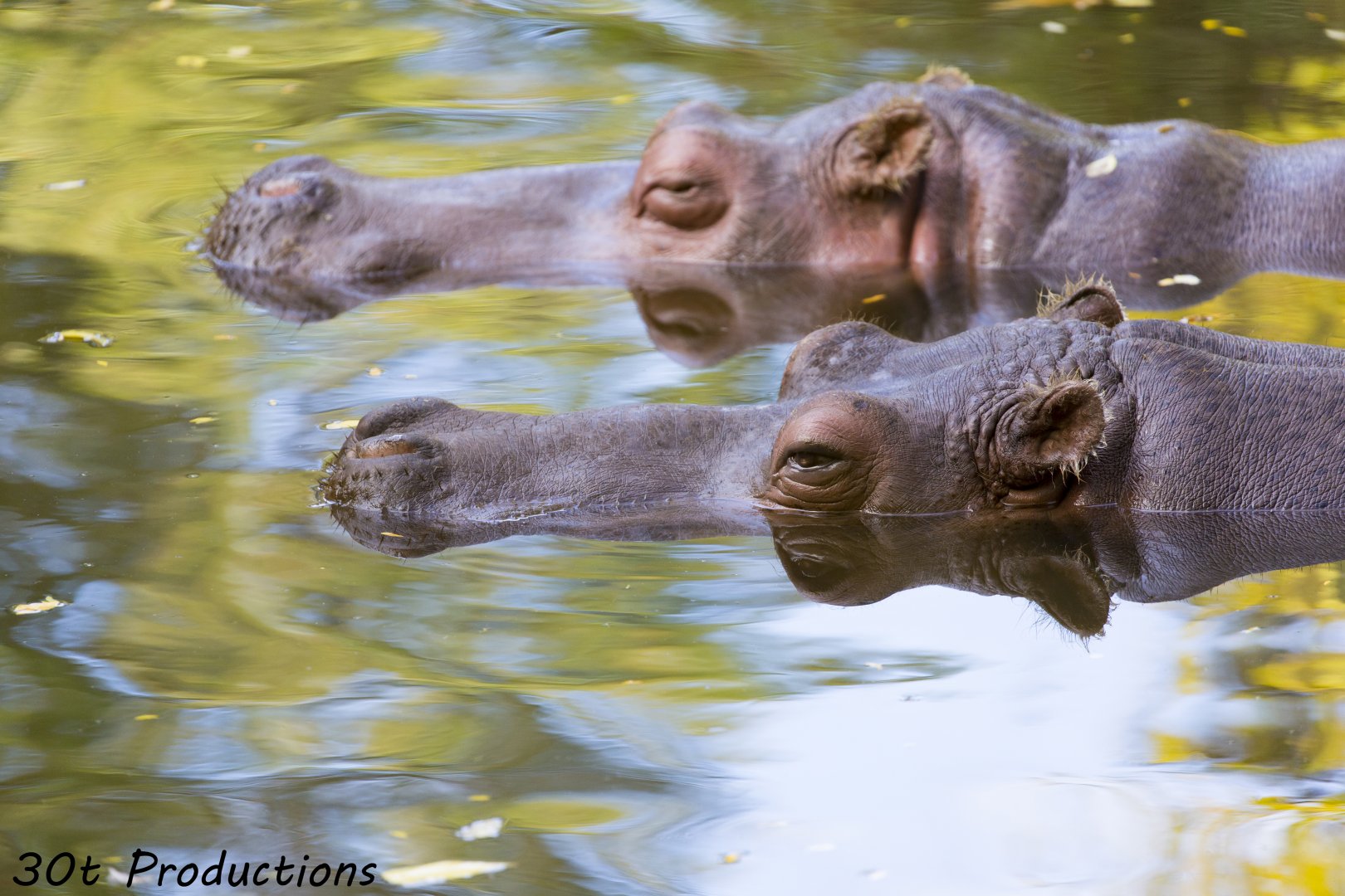 Hippos