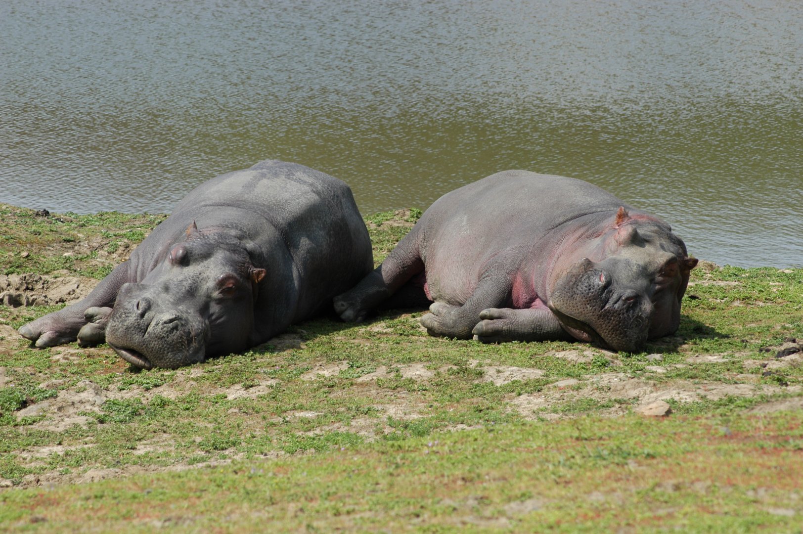 Hippos