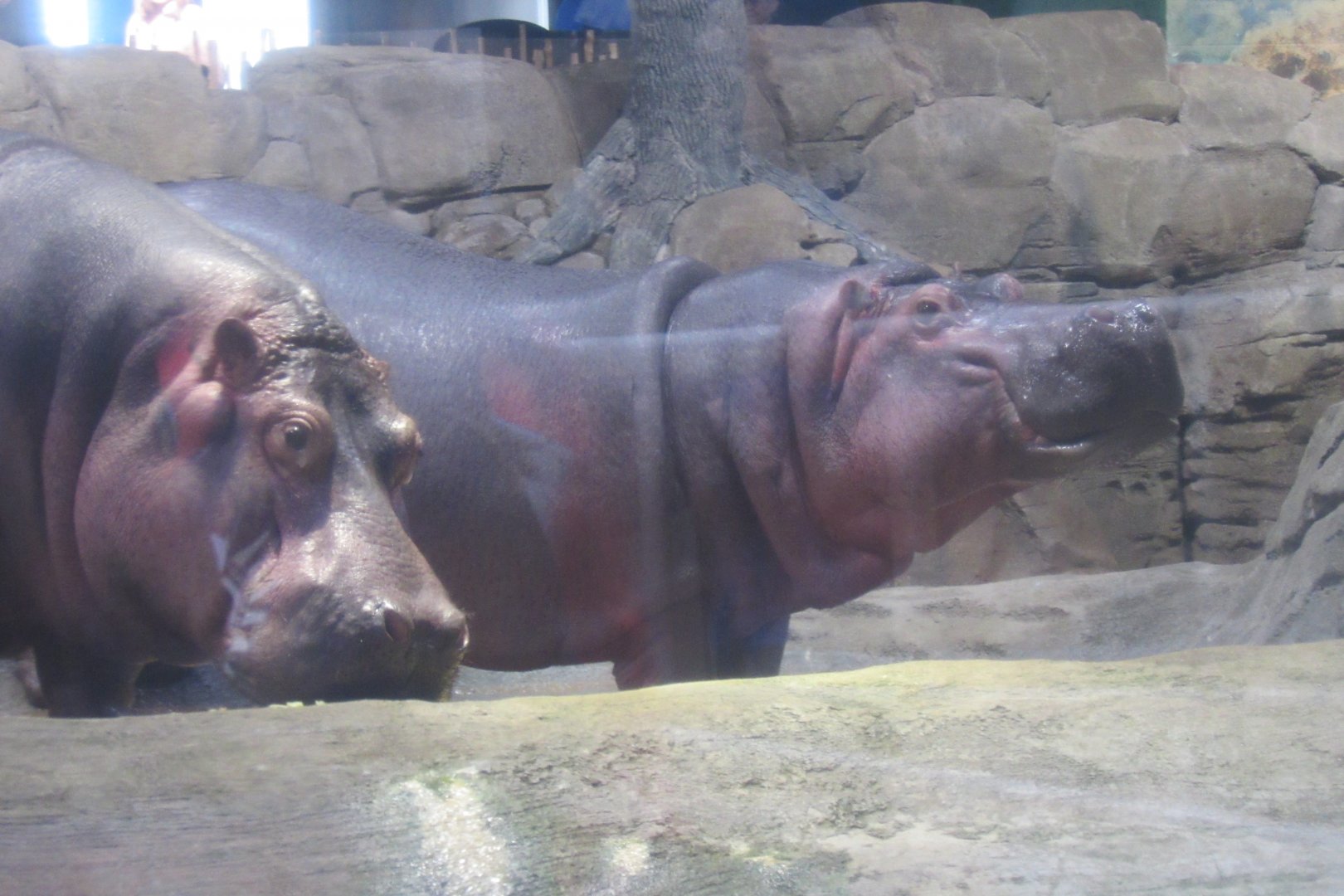 hippos