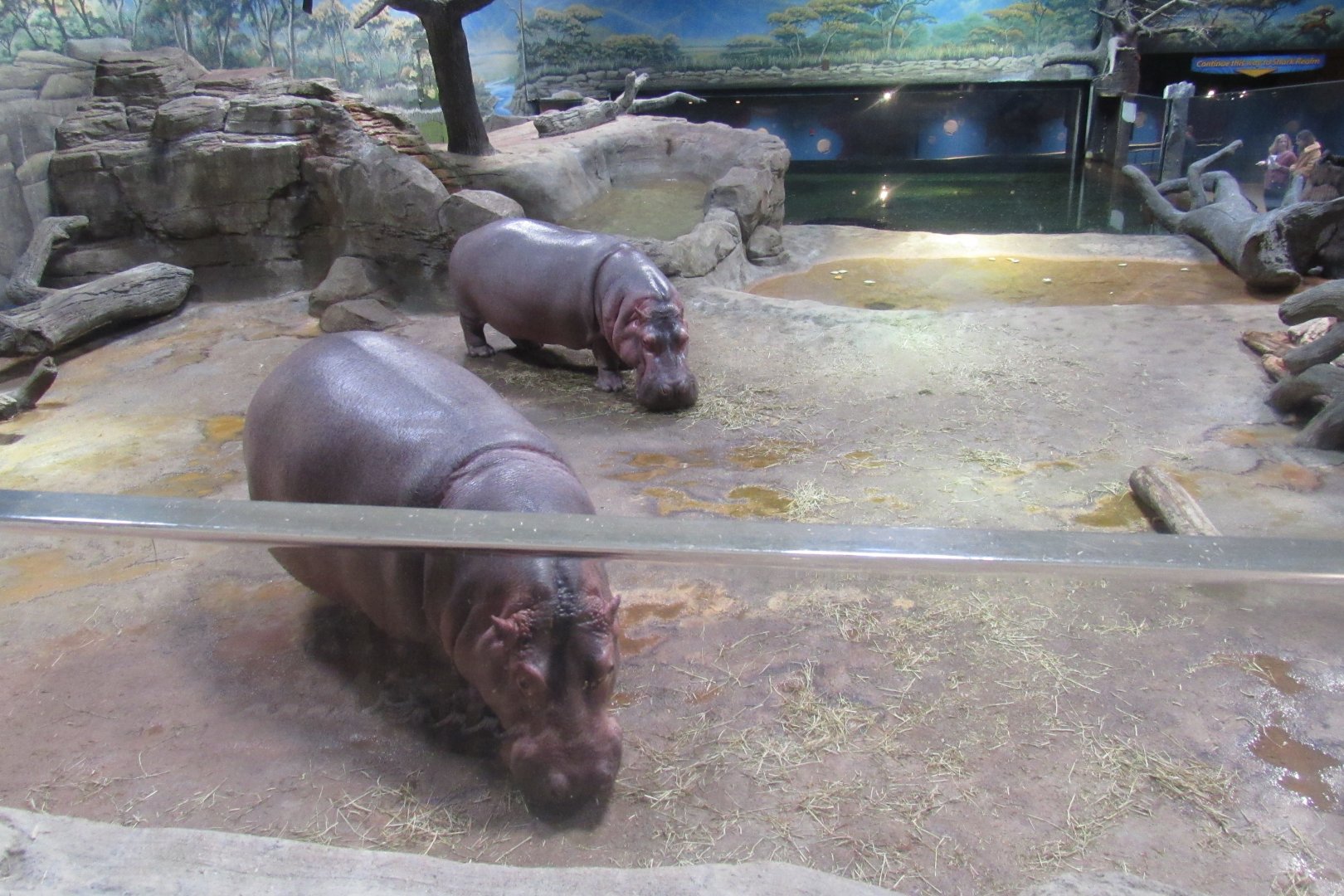 hippos