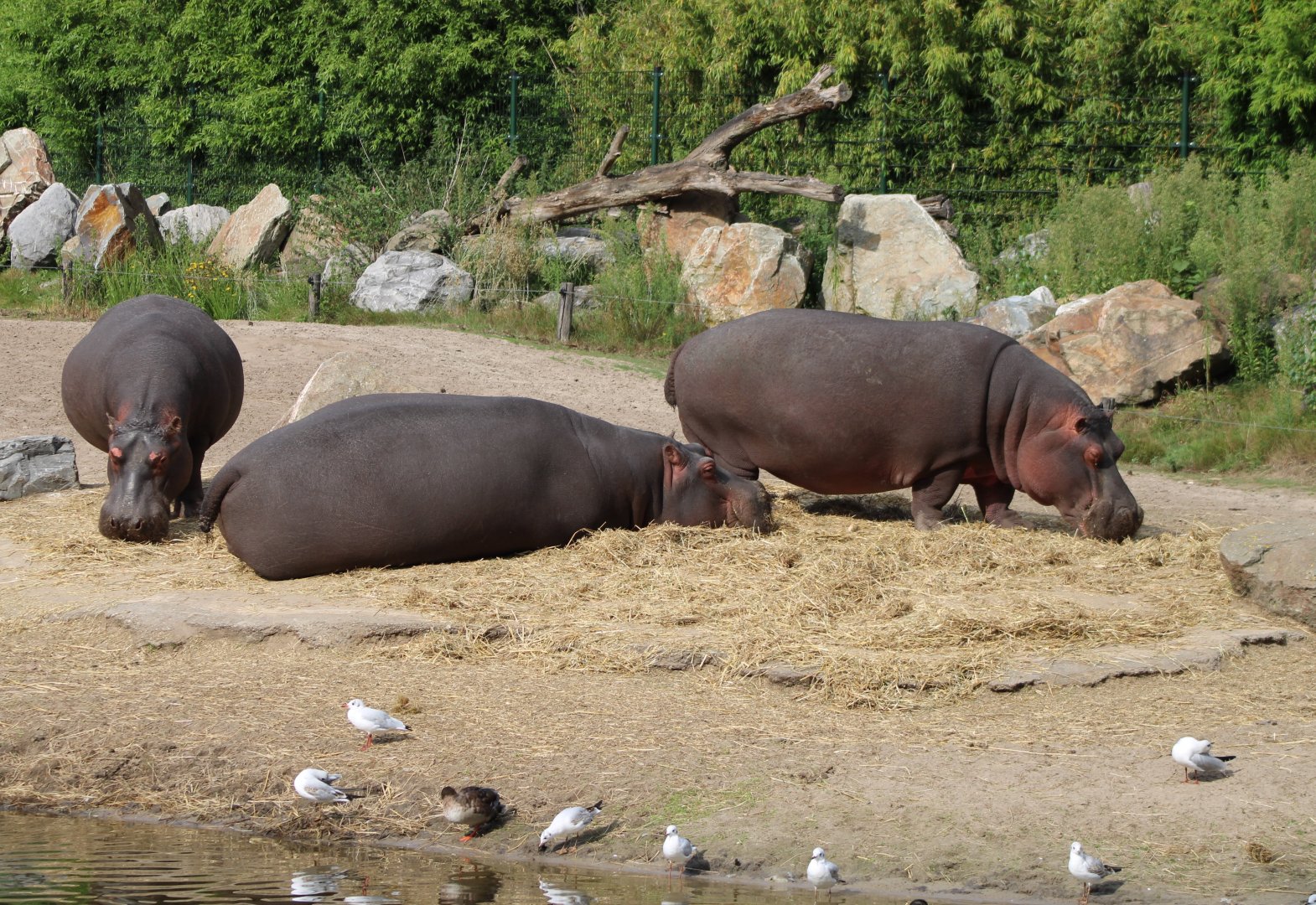 Hippo's