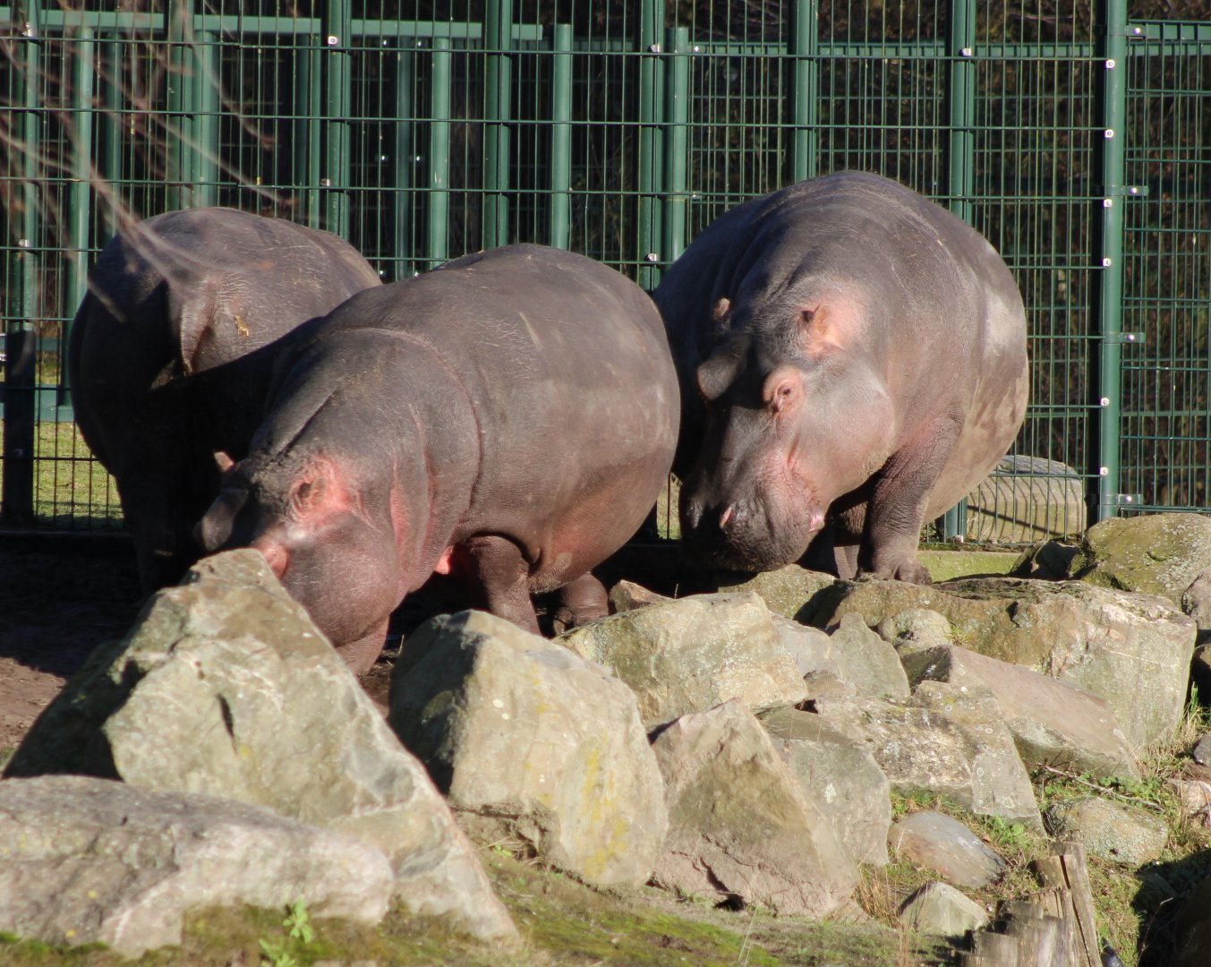 Hippo's