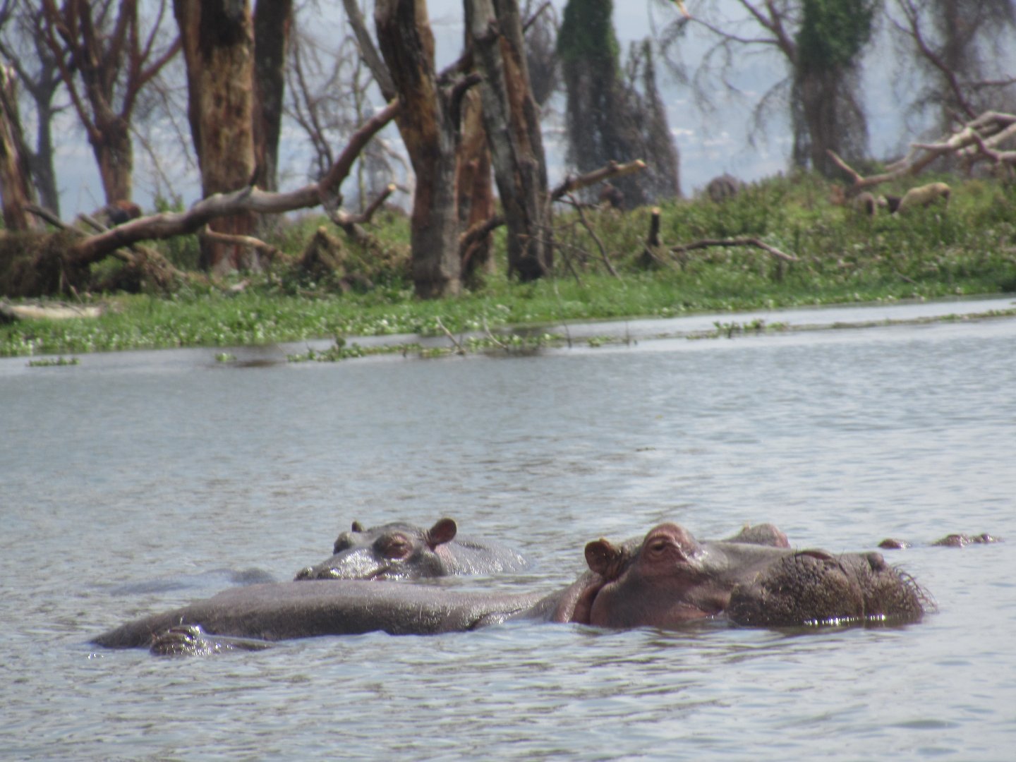 Hippos