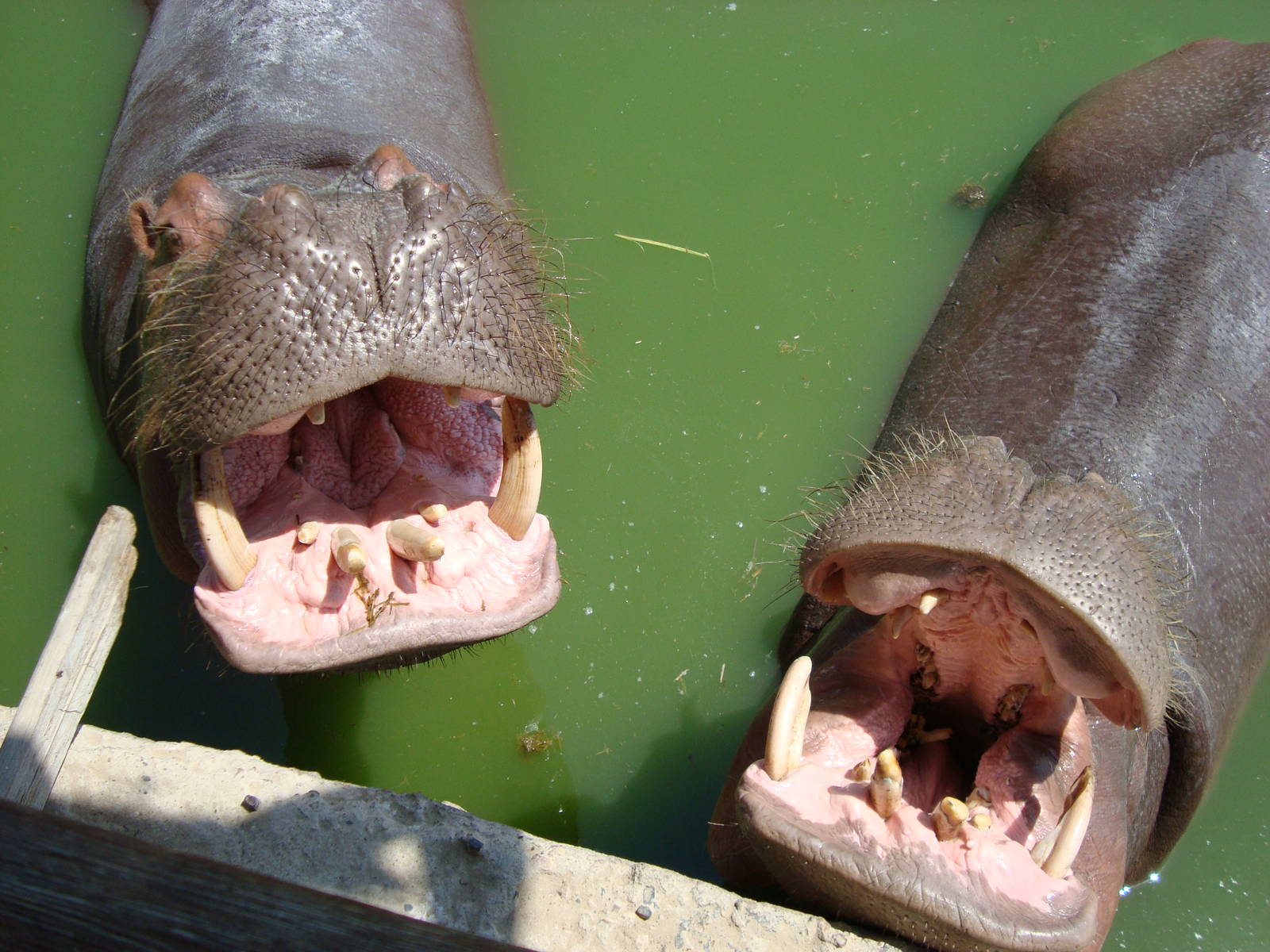 Hippos
