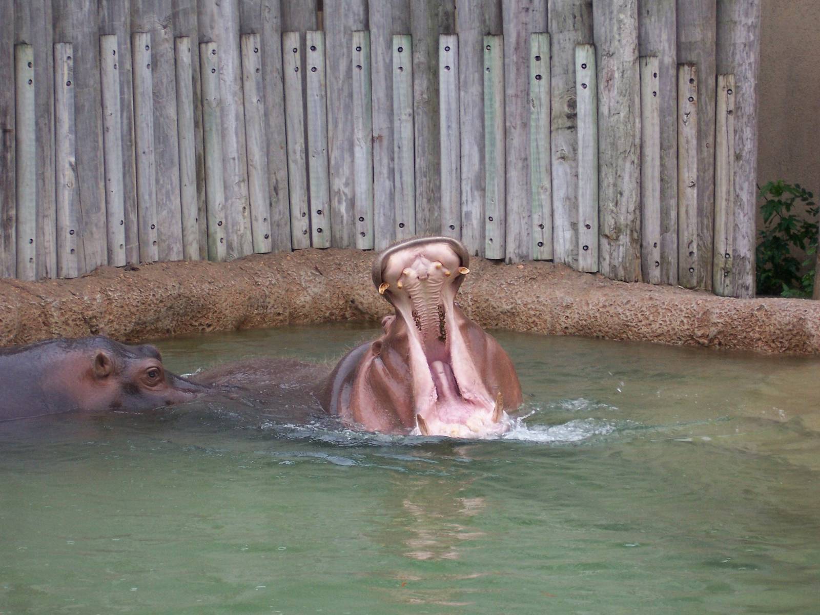 Hippos
