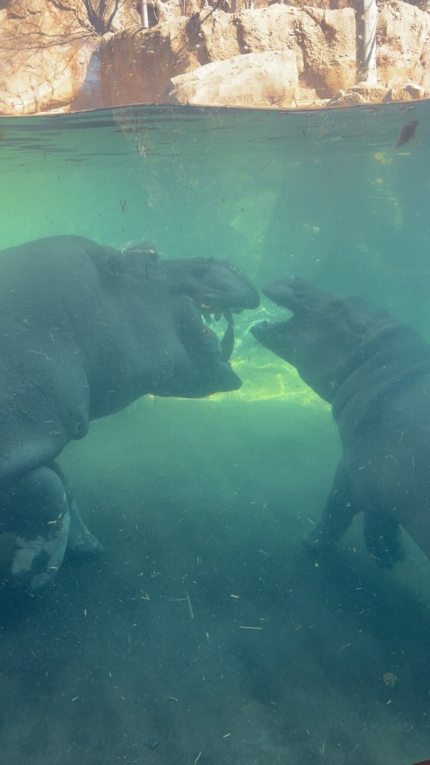 Hippos