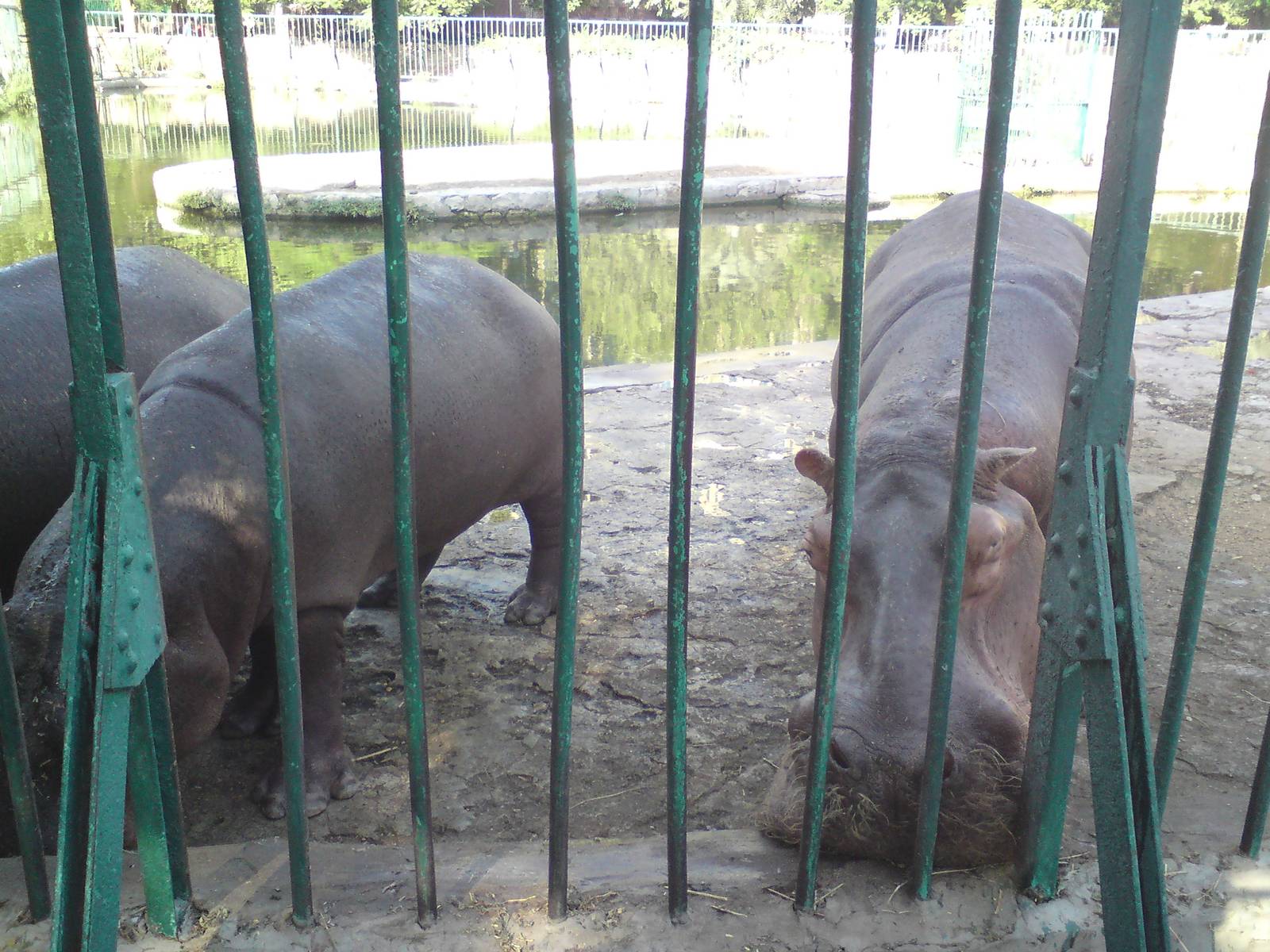 Hippos