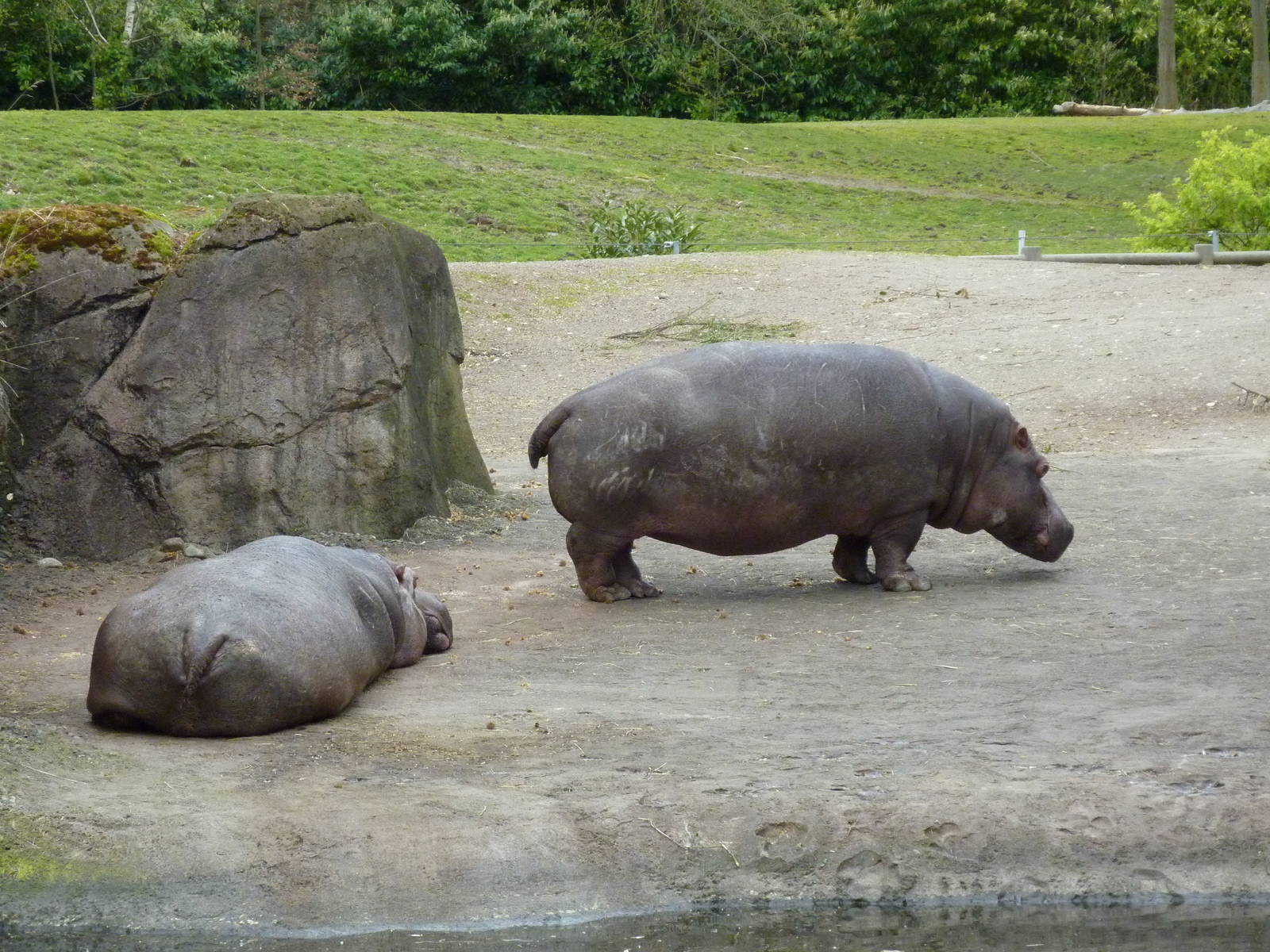 Hippos