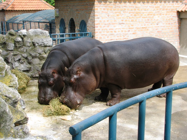 Hippos4