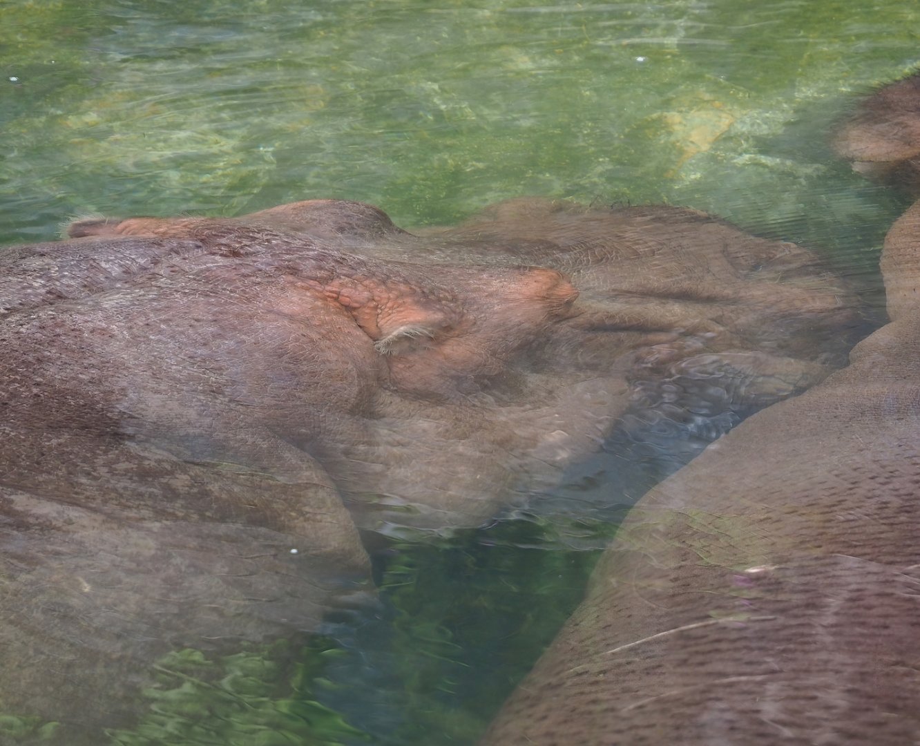 Hippotamus (Hippopotamus amphibius), 2023-05-15