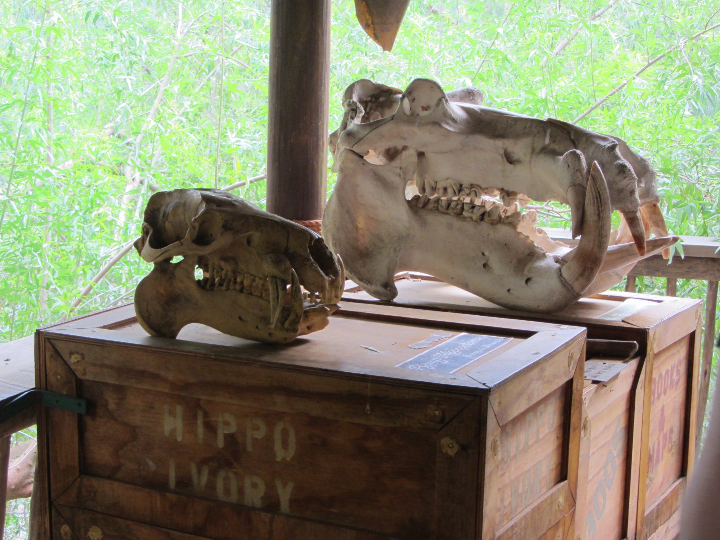 Hippotamus Skull Models