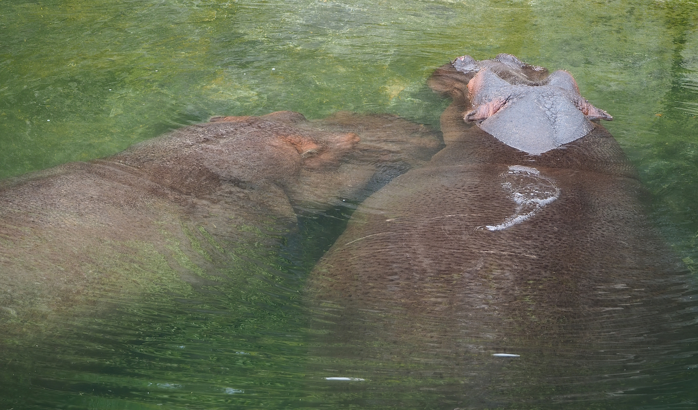 Hippotamuses (Hippopotamus amphibius), 2023-05-15