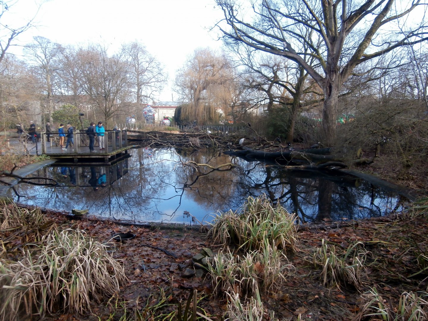 Hippotopia - Great cormorant enclosure