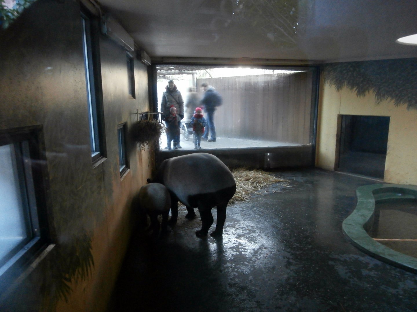 Hippotopia - Malayan tapir indoor enclosure