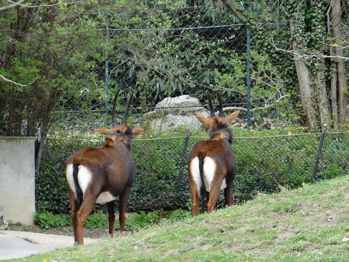 Hippotragus niger niger