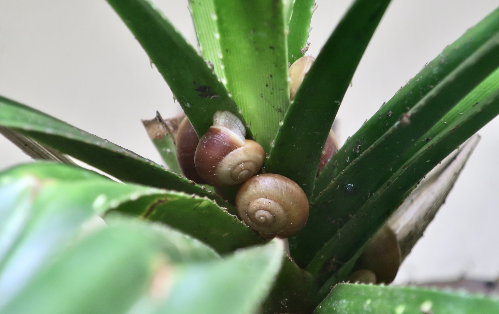 Hirase's Land Snail (Mandarina hirasei)