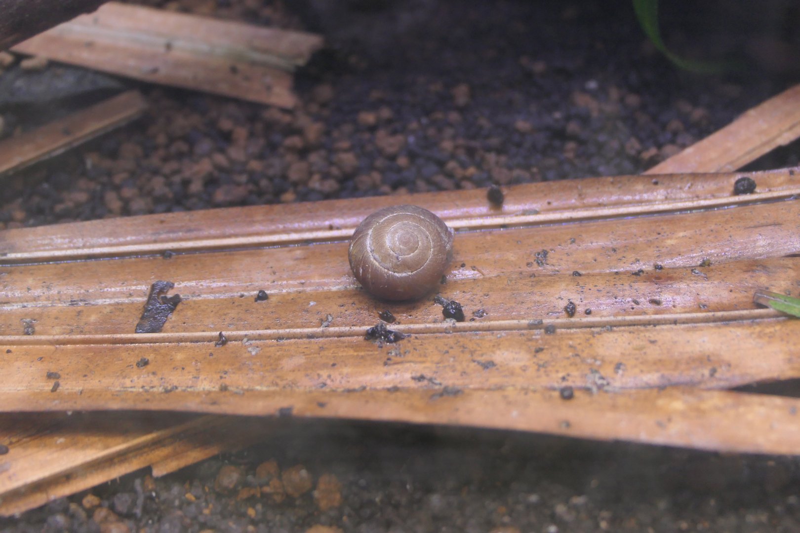 Hirase's Land Snail (Mandarinia hirasei)