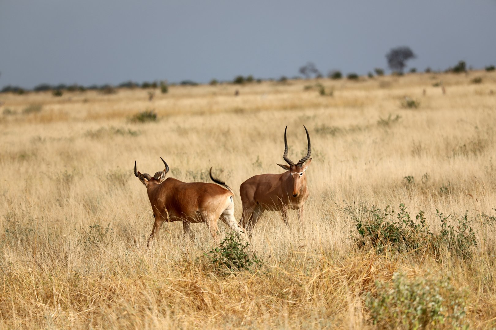 hirola (Beatragus hunteri) & Coke's hartebeest (Alcelaphus buselaphus cokii) squaring off
