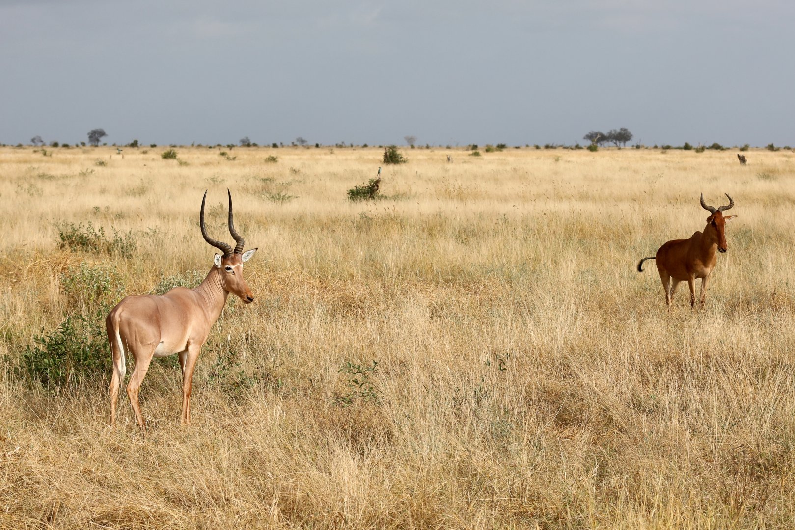 hirola (Beatragus hunteri) & Coke's hartebeest (Alcelaphus buselaphus cokii)