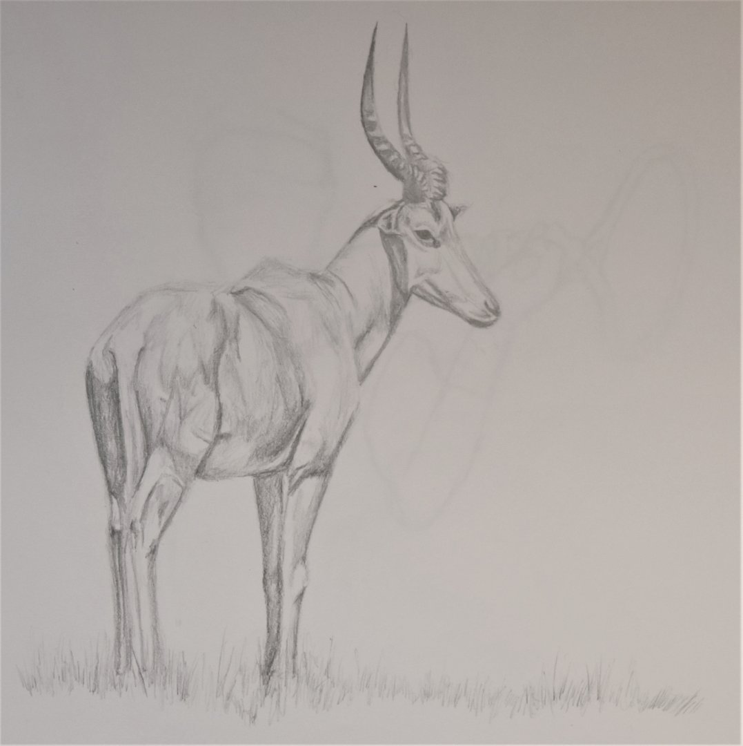 Hirola (Beatragus hunteri) drawing A3