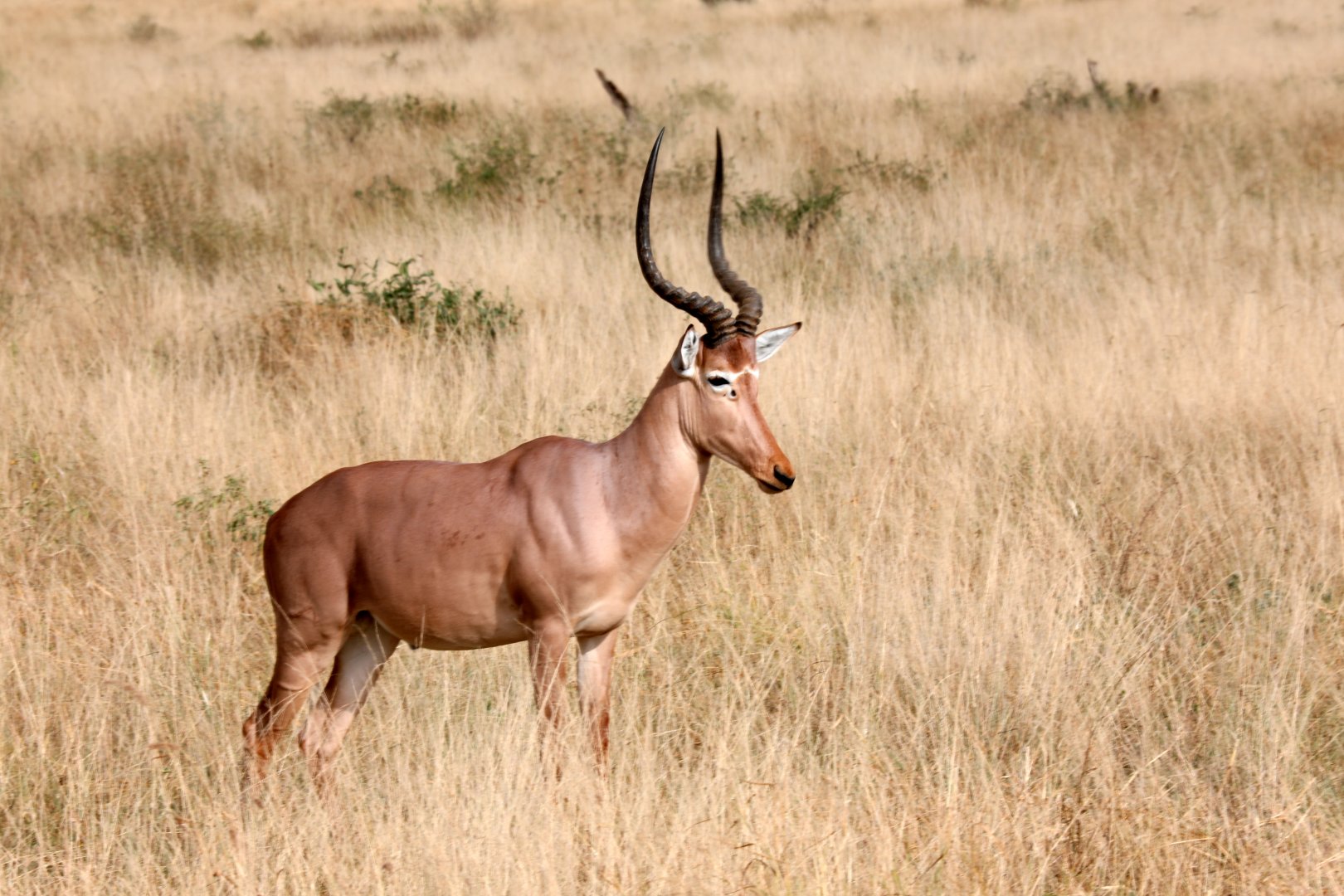 hirola (Beatragus hunteri)