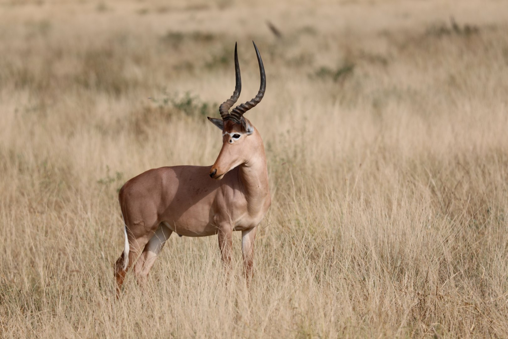 hirola (Beatragus hunteri)
