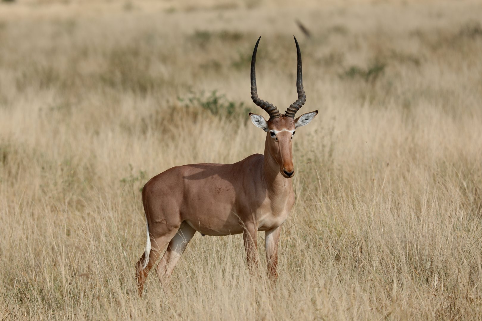 hirola (Beatragus hunteri)
