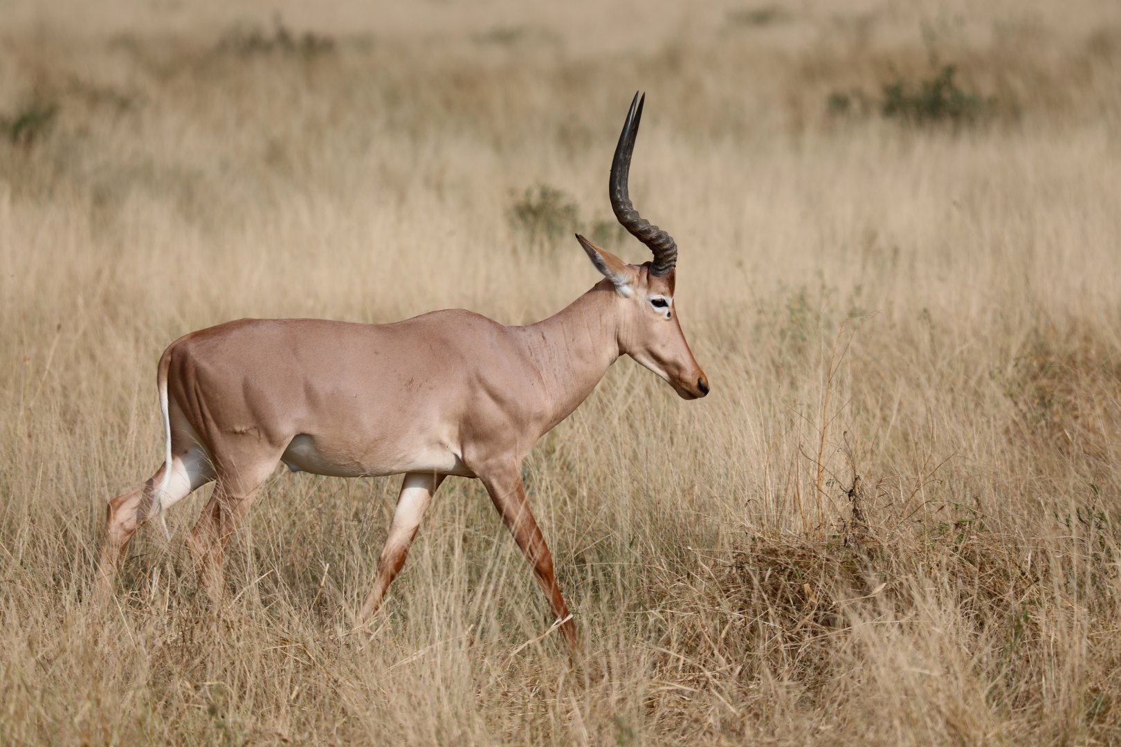 hirola (Beatragus hunteri)