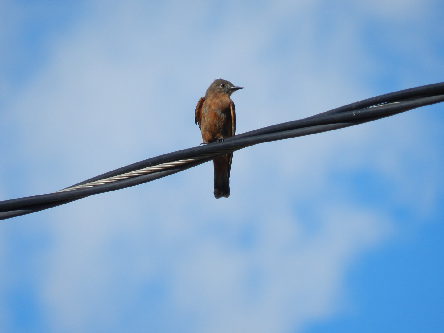 Hirundinea ferruginea - Vespasiano, MG Brazil