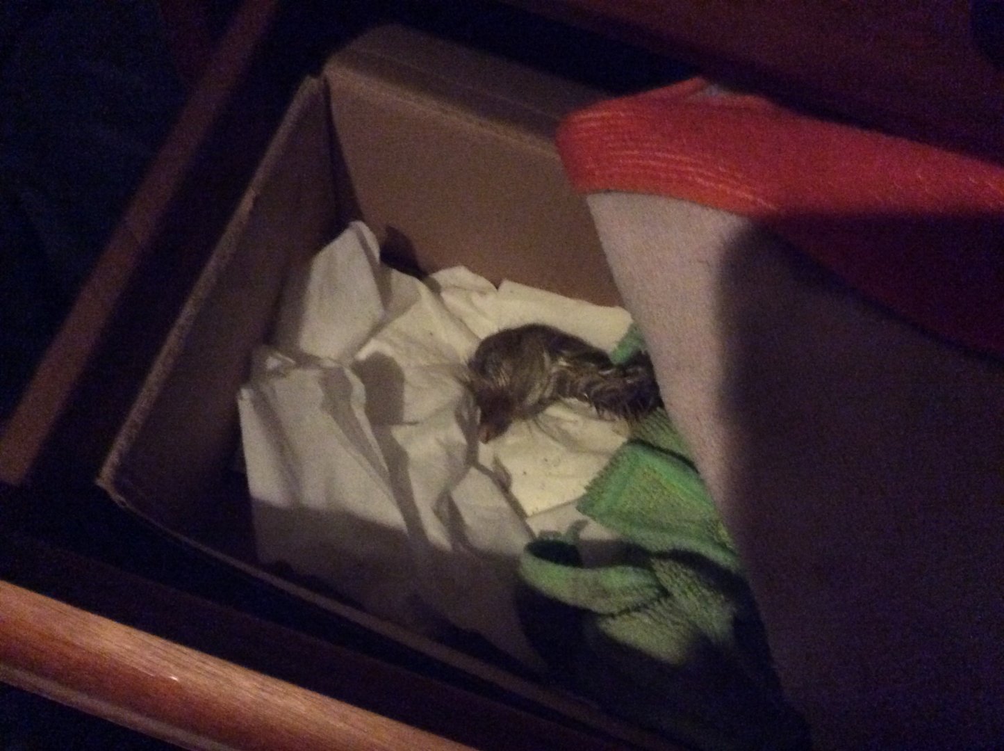 His future doesn’t look good :(