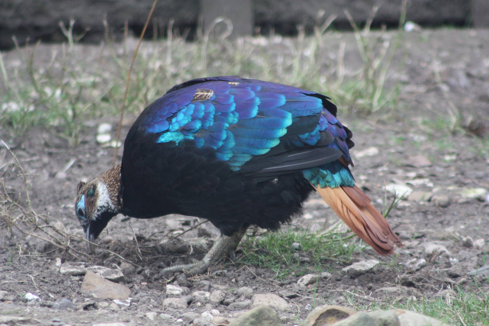 His plumage is coming along very nicely, 17th August 2014