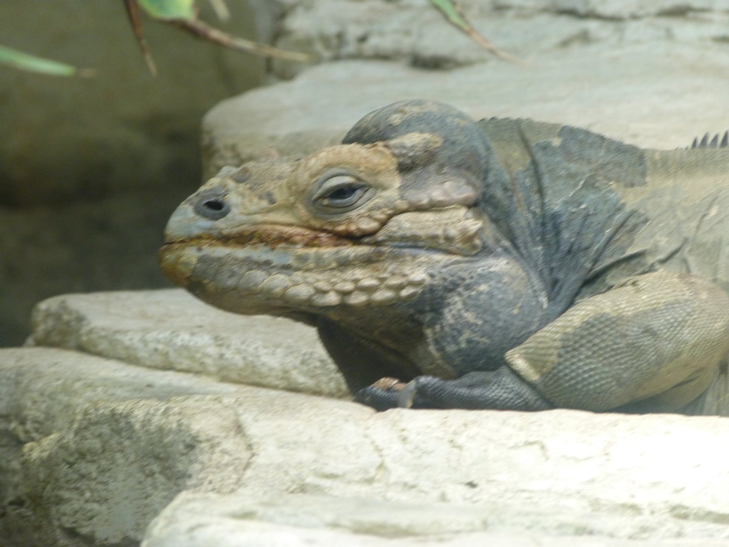Hispaniola rhinoceros iguana -Aquarium Berlin (2024)