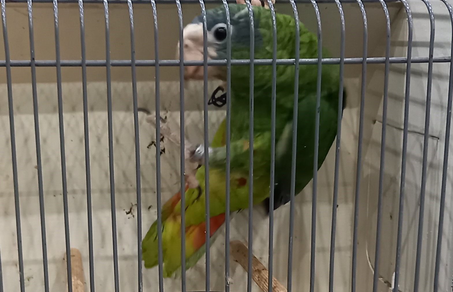 Hispaniolan amazon - Amazona ventralis - juvenile