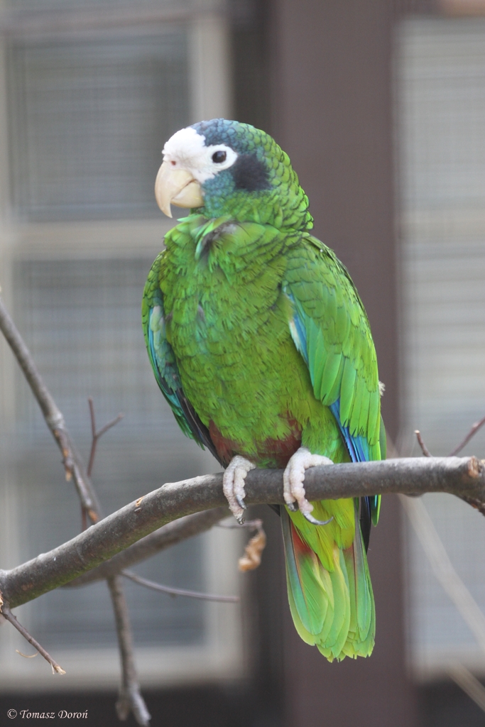 Hispaniolan Amazon (Amazona ventralis)