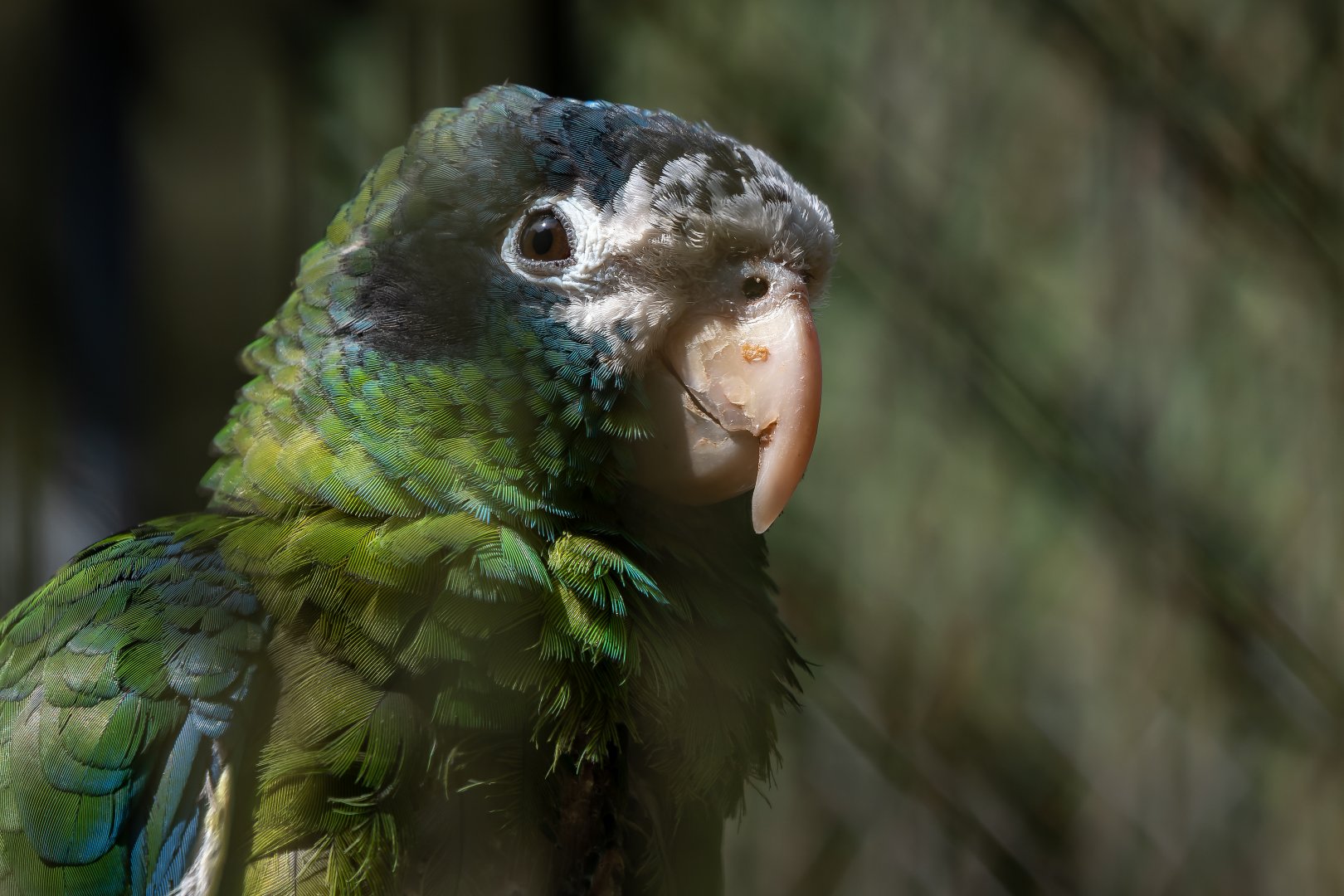 Hispaniolan amazon (Amazona ventralis)