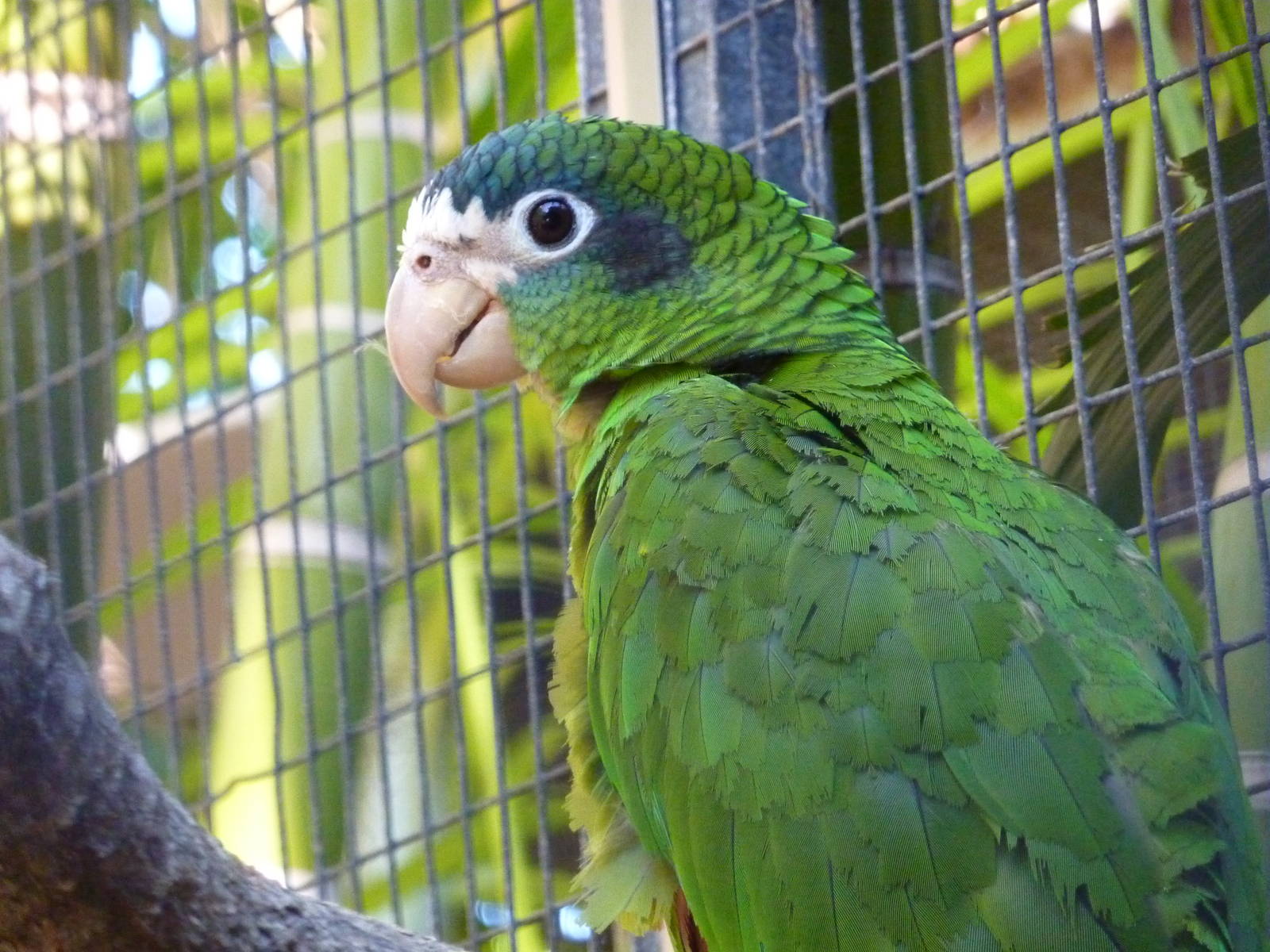 Hispaniolan amazon, December 2012