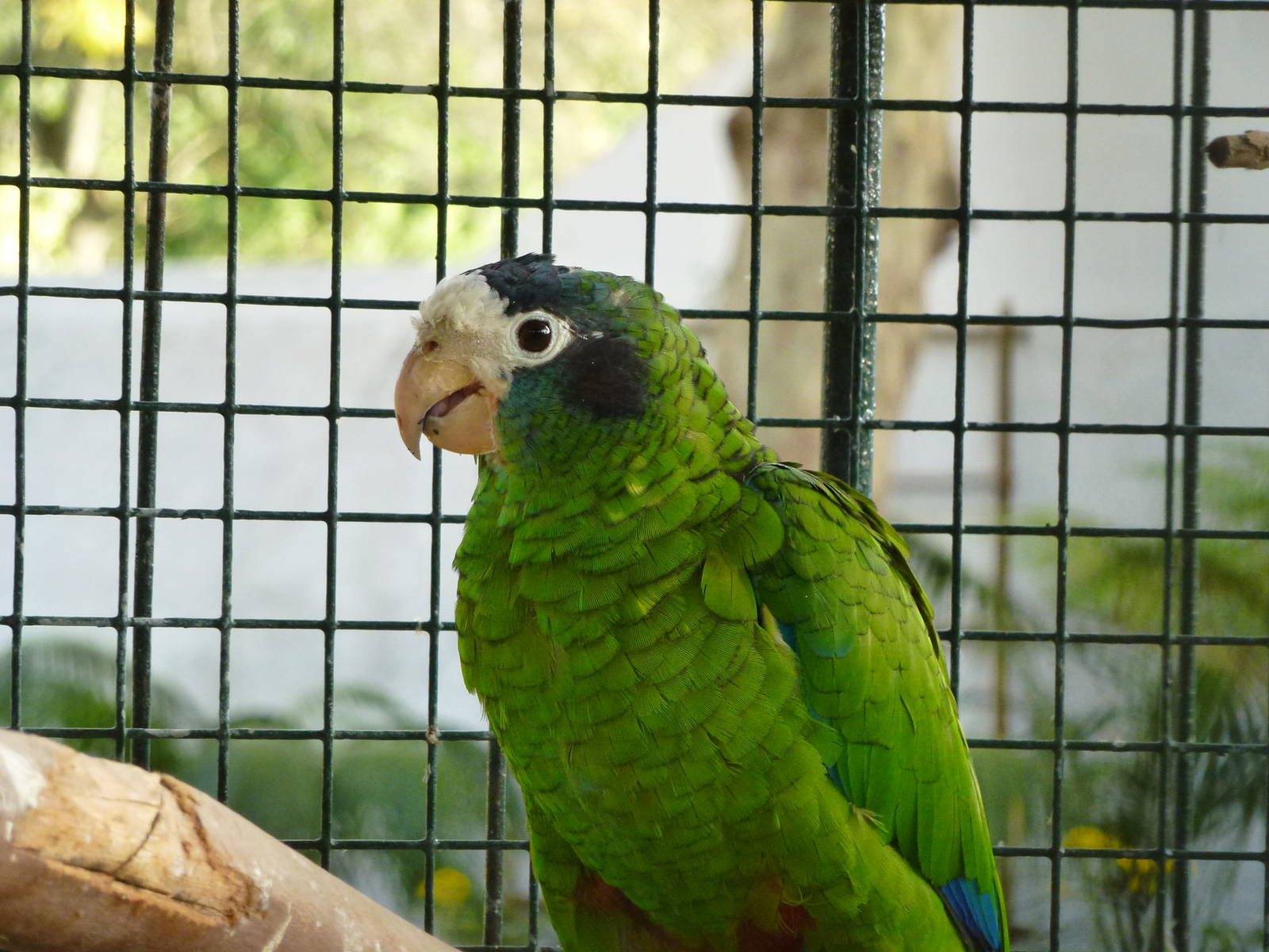 Hispaniolan amazon, November 2013.