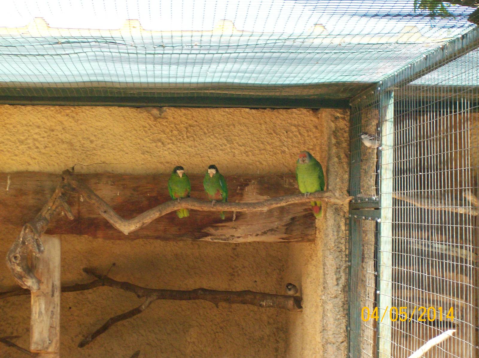 Hispaniolan amazons and Red-tailed amazon (the larger one)