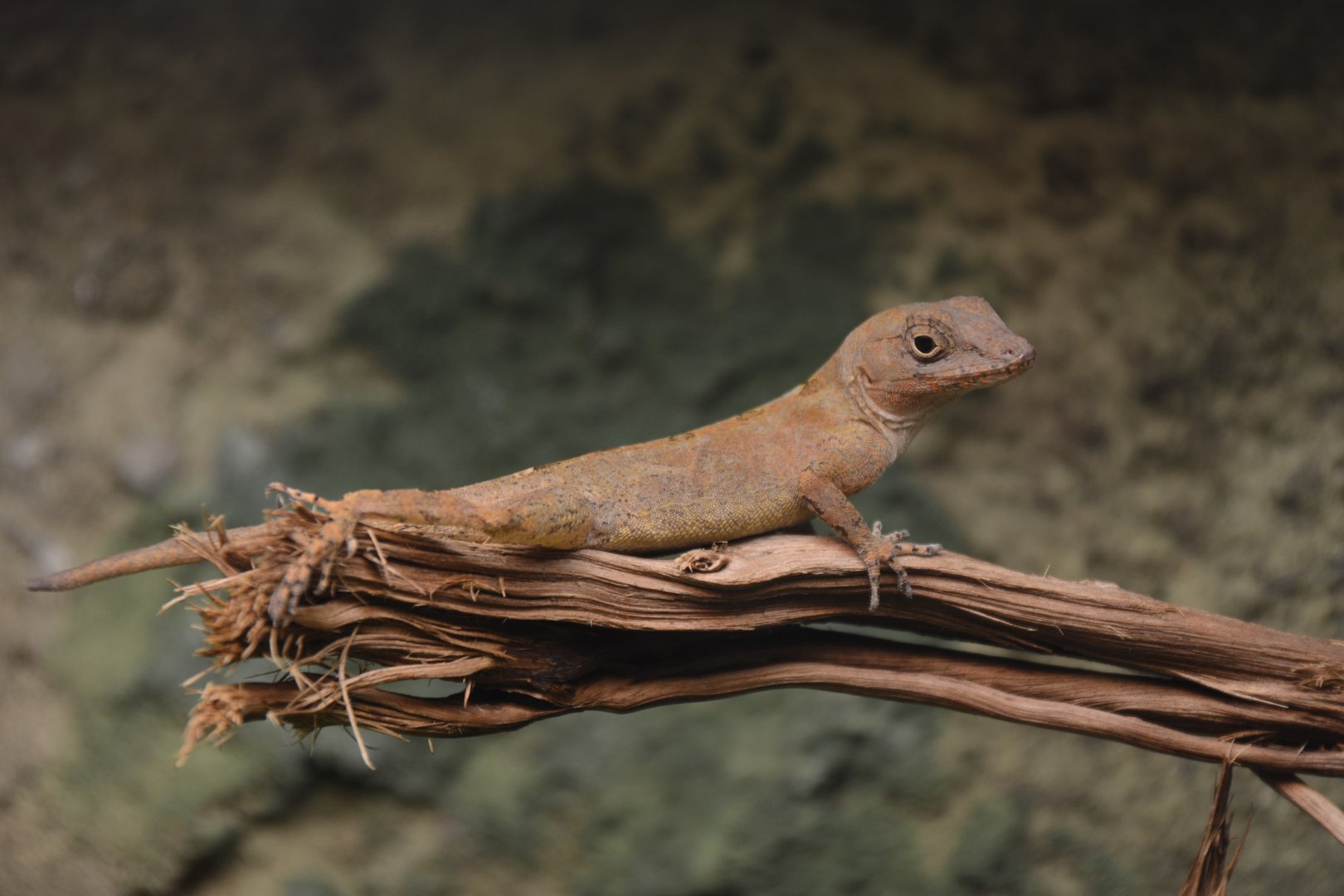 Hispaniolan anole (Anolis hispaniolae)