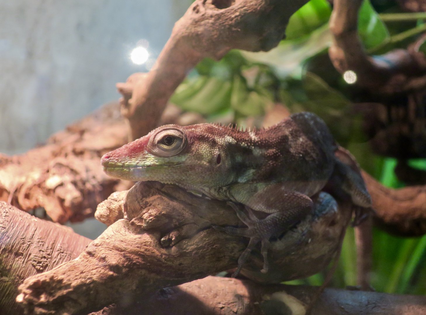 Hispaniolan Anole (Anolis ricordii)