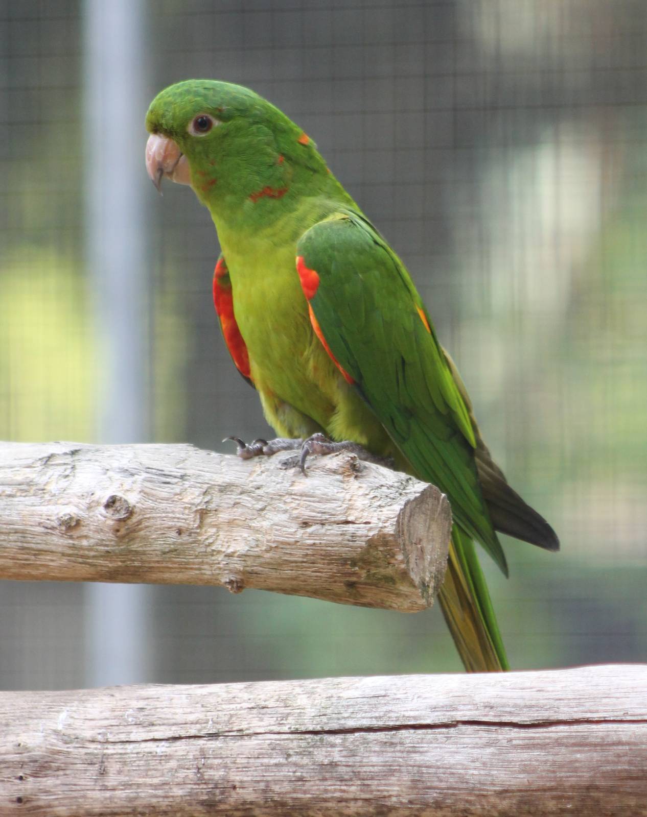 Hispaniolan aratinga