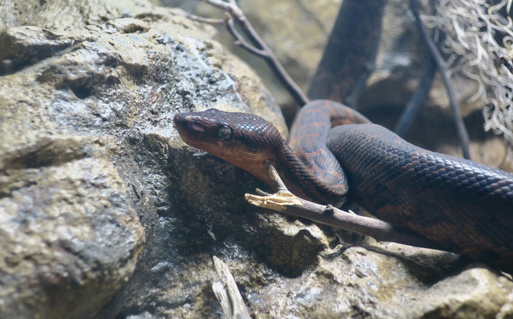 Hispaniolan Boa (Chilabothrus striatus)