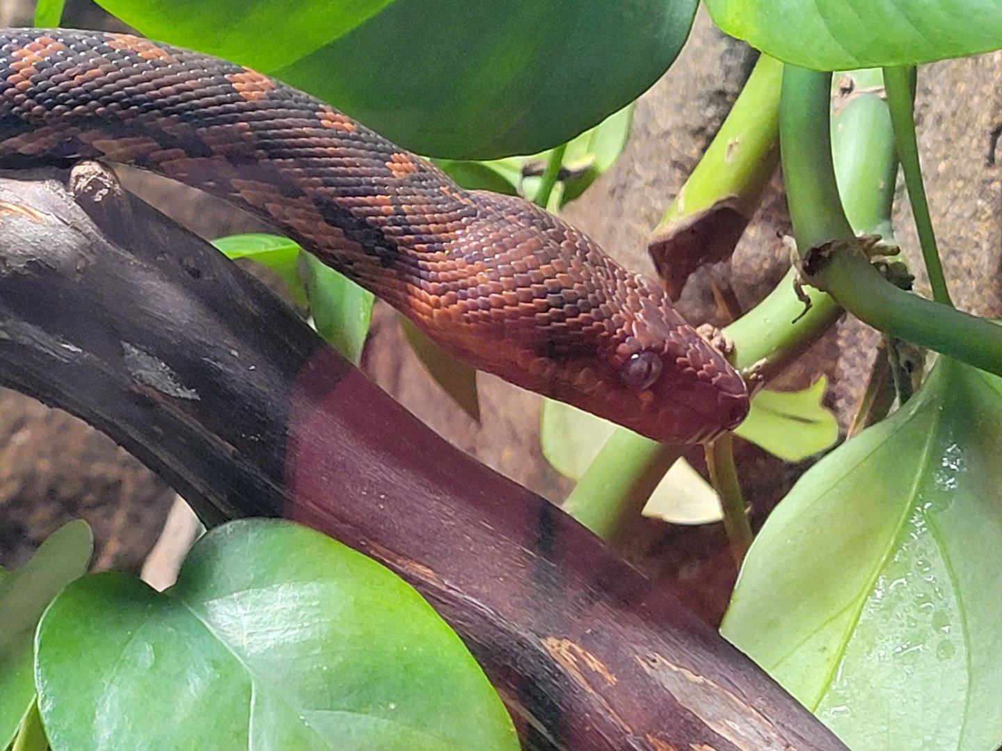 Hispaniolan Boa(Chilabothrus striatus)
