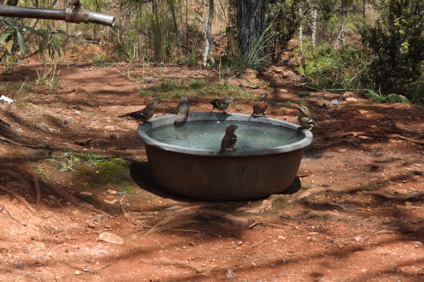 Hispaniolan Crossbill (Loxia megaplaga)