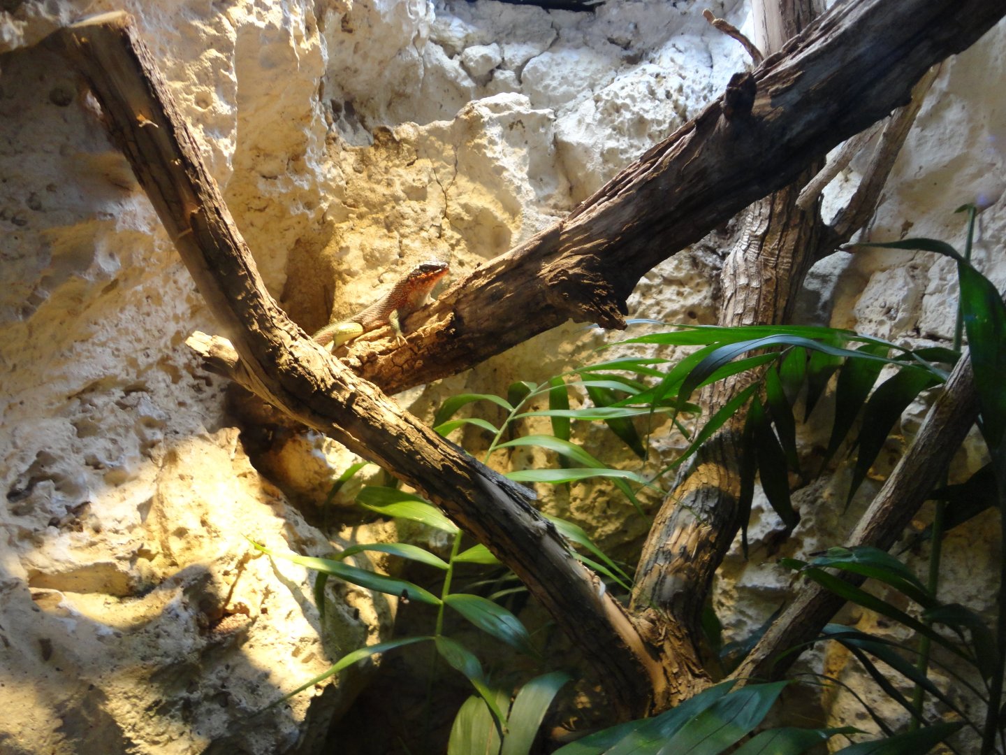 Hispaniolan curly-tailed lizard