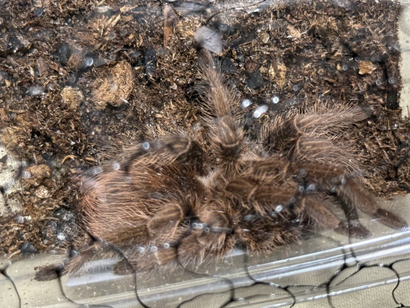 Hispaniolan giant tarantula