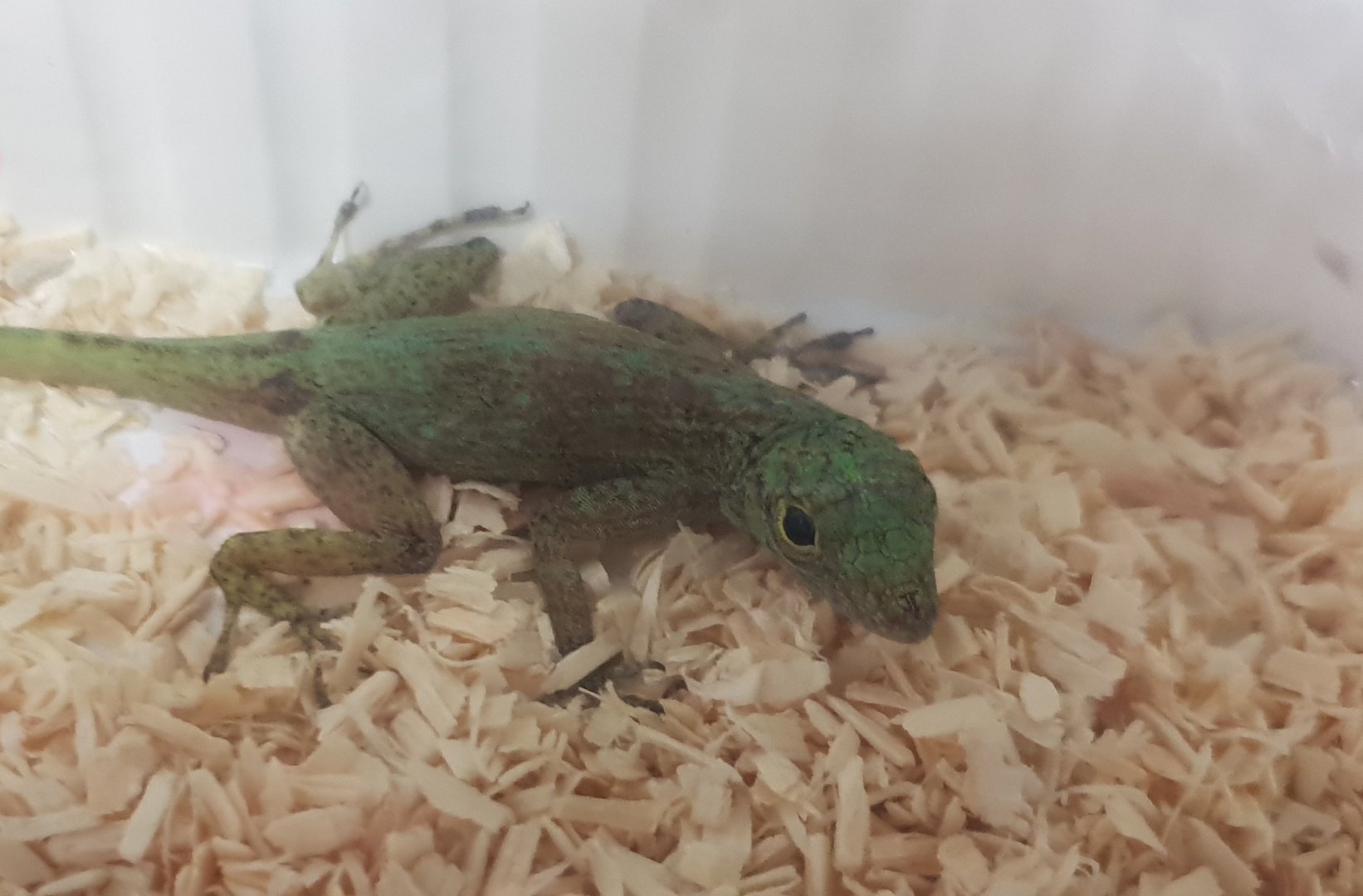 Hispaniolan gracile anole - Anolis distichus