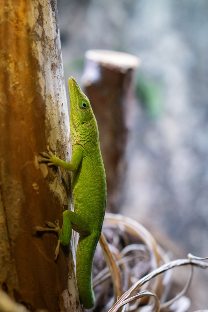 Hispaniolan green anole (Anolis chlorocyanus)
