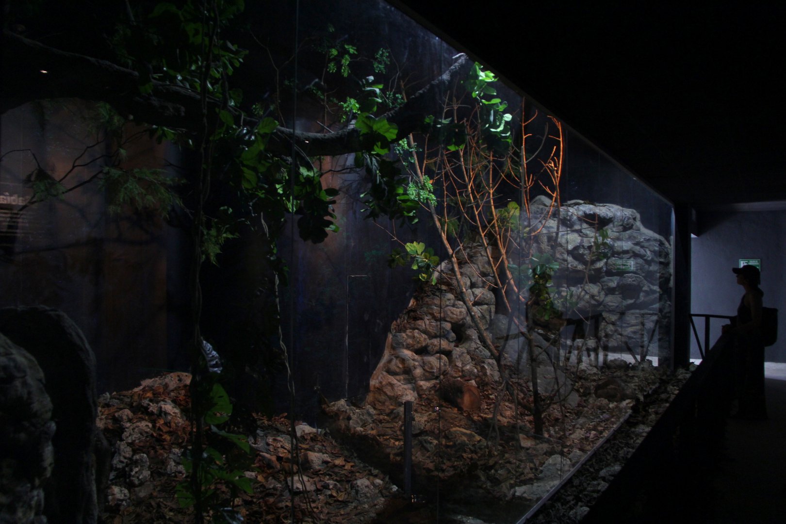 Hispaniolan Hutia (left) and solenodon (right) exhibits side by side